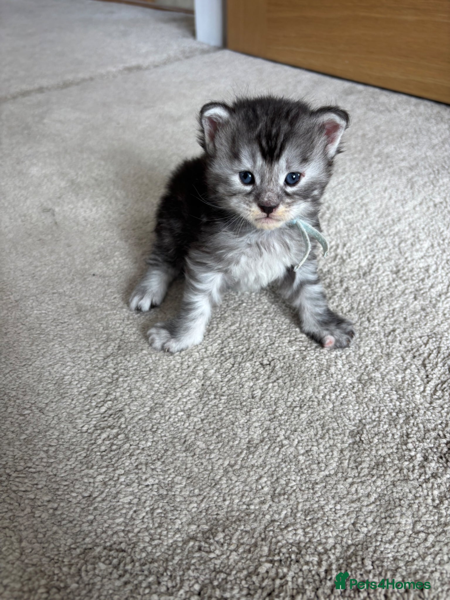 Maine Coon cats for sale: TICA Maine Coon Kittens  - Advert 6