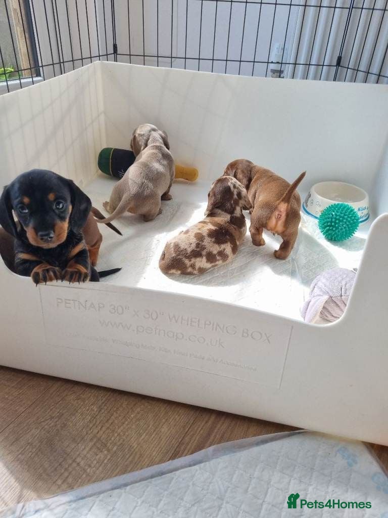 Miniature Dachshund dogs Miniature Dachshunds puppies for sale - Advert 6