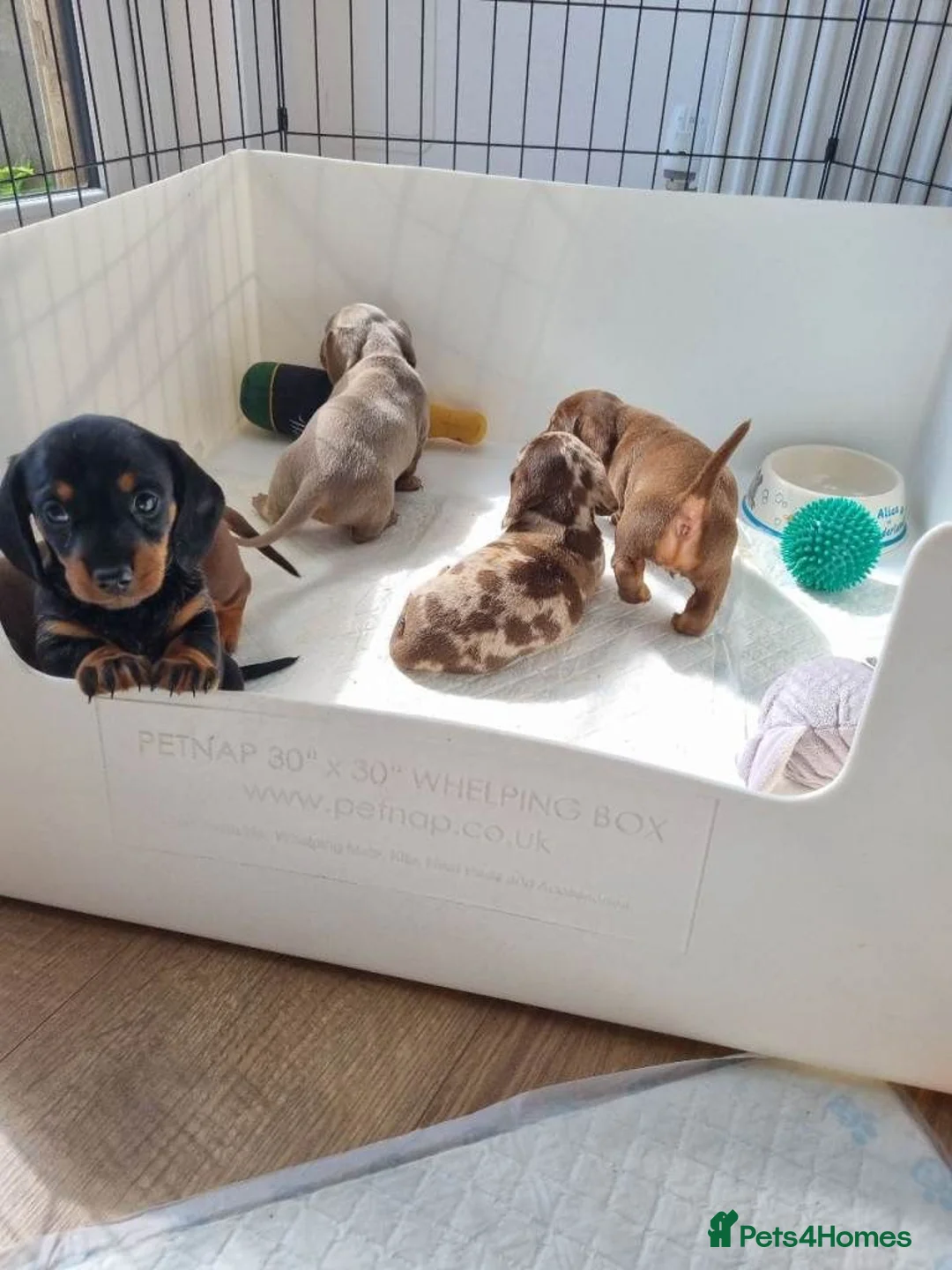 Miniature Dachshund dogs for sale: Miniature Dachshunds puppies for sale in Derby - Advert 1