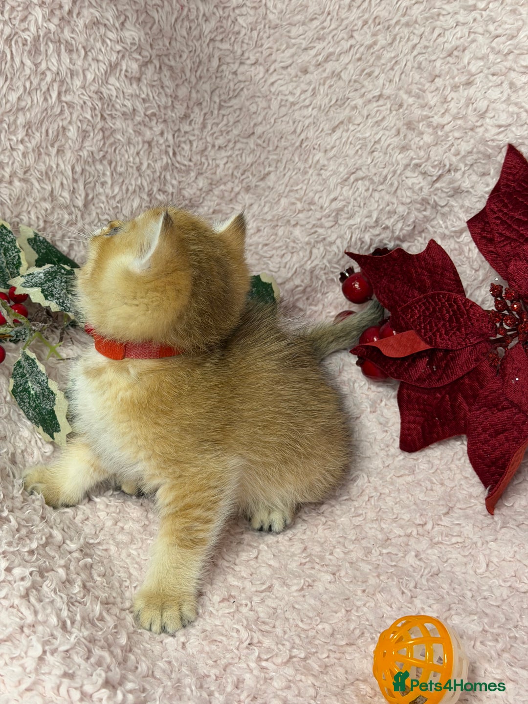 British Shorthair cats for sale: Adorable British shh golden kittens GCCF  - Advert 14