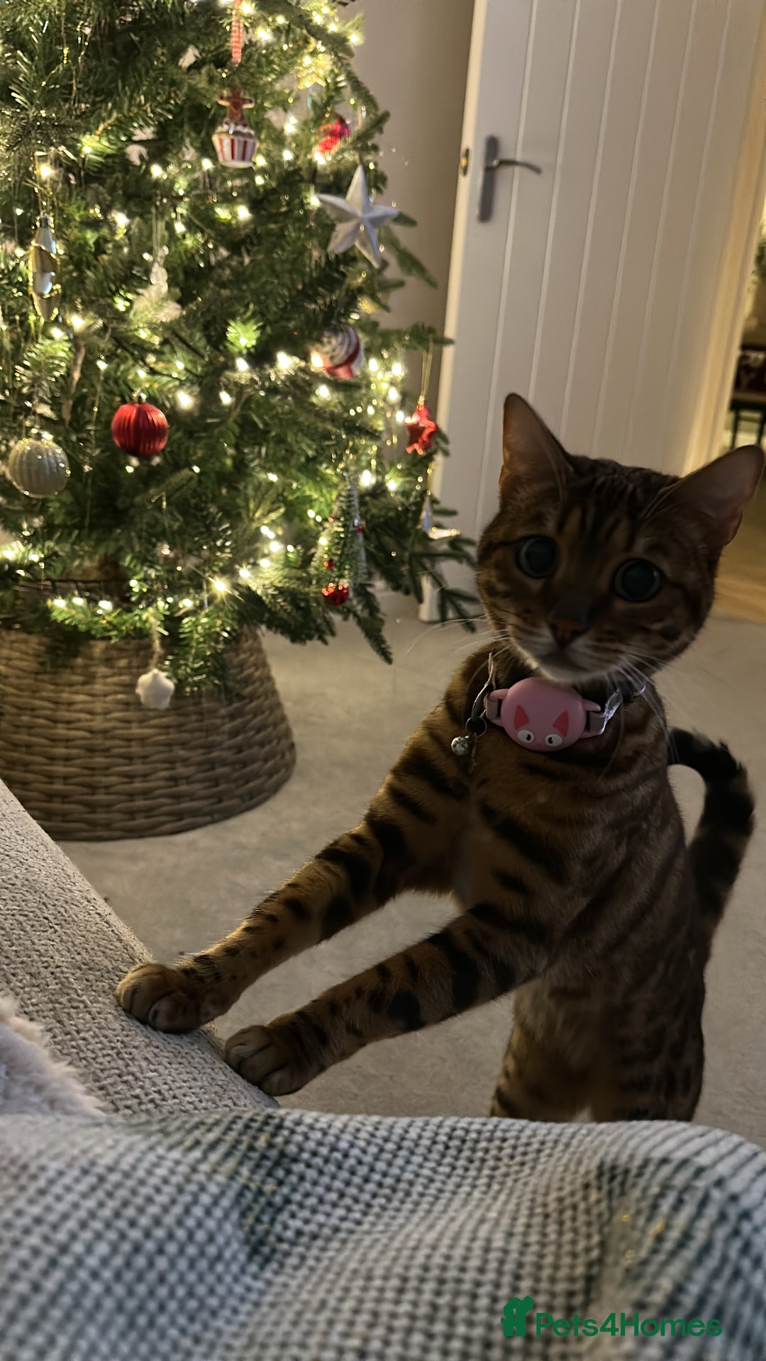 Bengal cats for sale: 2 Y/O bengal cat looking for a new home 😺 - Advert 1