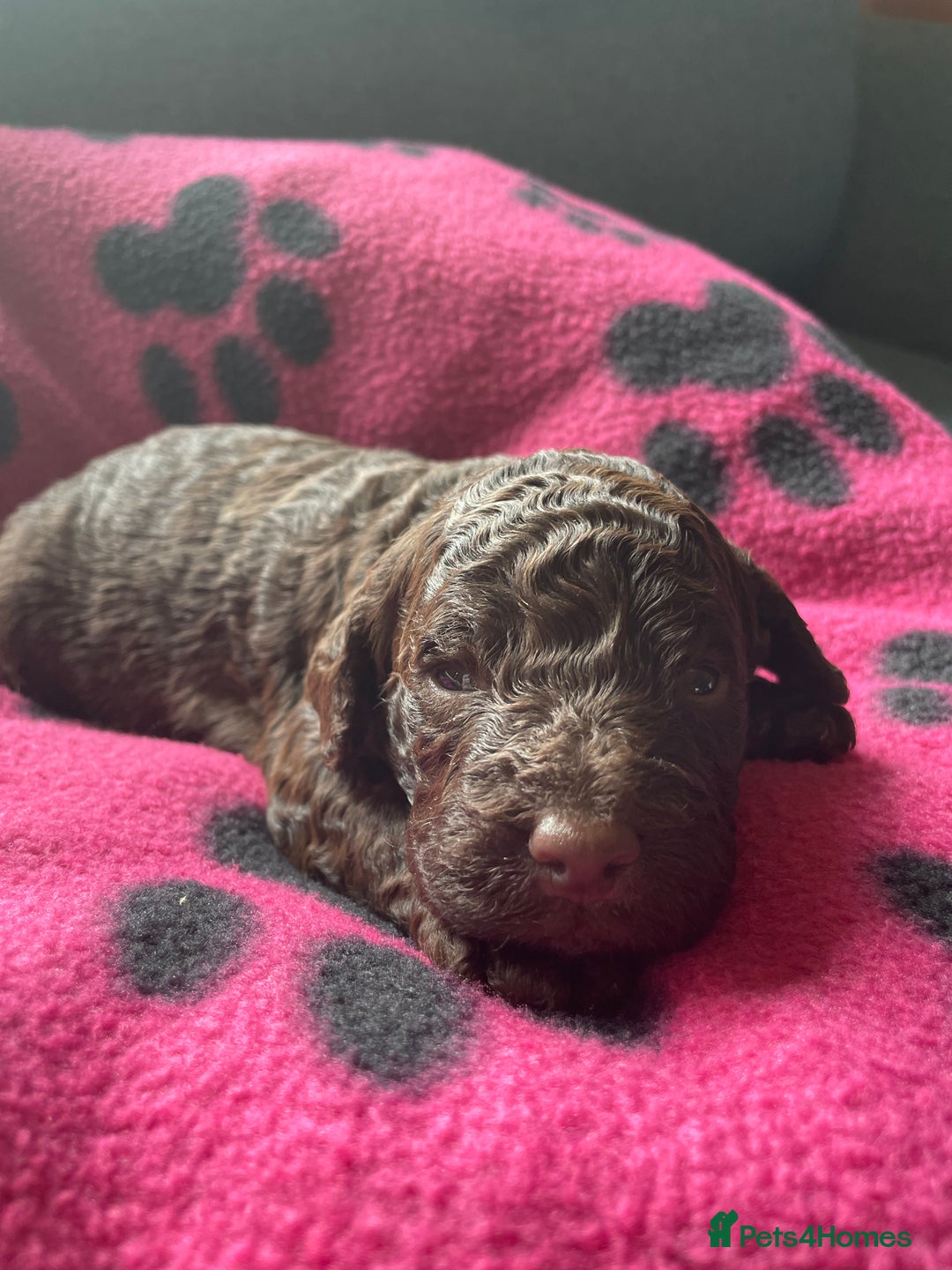 Cockapoo dogs for sale: Cockapoo pups  - Image 5