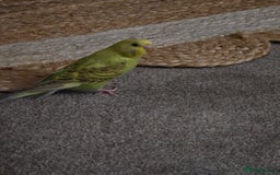 Budgerigars birds for sale: 2 friendly budgies - Advert 9