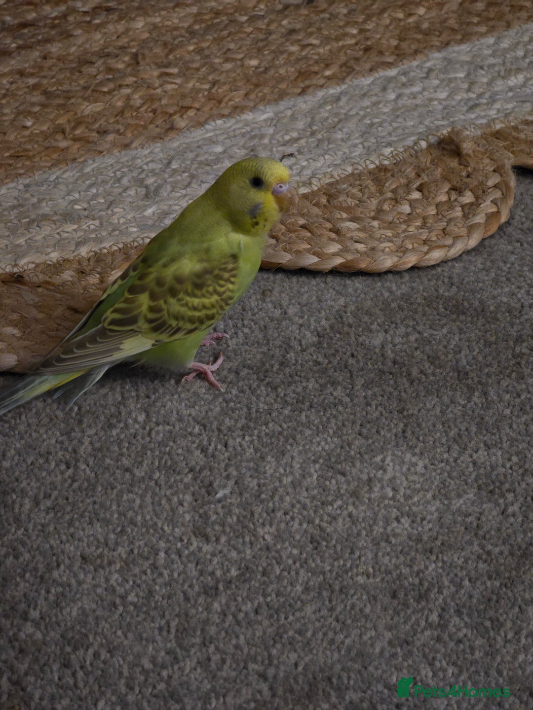 Budgerigars birds for sale: 2 friendly budgies - Advert 9