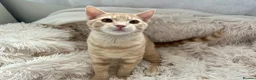 Domestic Shorthair cats for sale: Adorable Scottish mix Kittens 🐾 - Advert 2