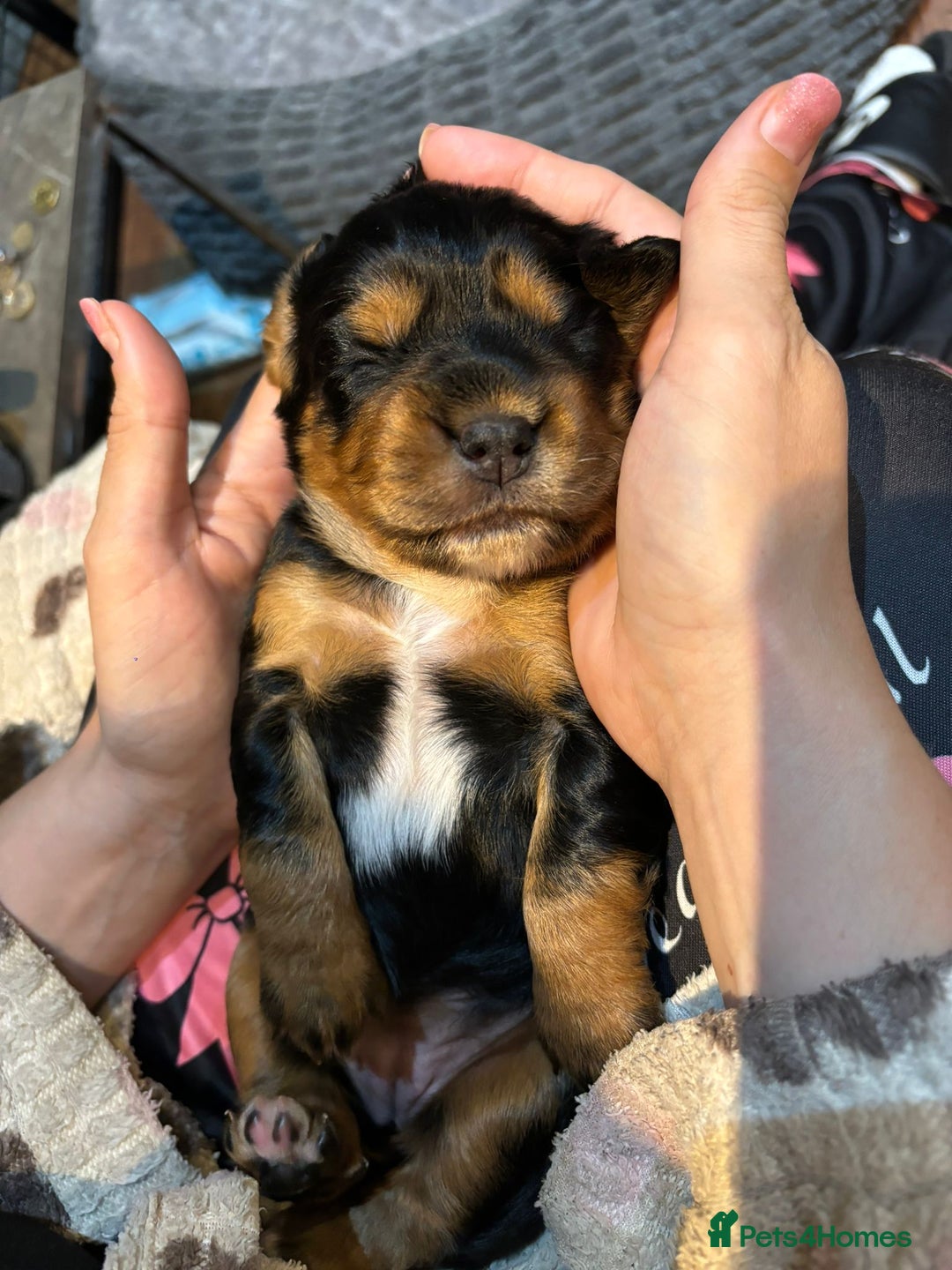 Cocker Spaniel dogs for sale: Stunning kc working cocker spaniels - Image 7