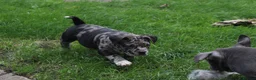 American Bully dogs for sale: READY NOW 9 beautiful ABKC pocket bullies - Advert 7
