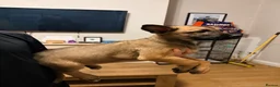 Belgian Shepherd Dog dogs for sale: 3 female Belgian malinois 9 weeks old  - Advert 6