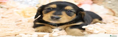 BLACK AND TAN