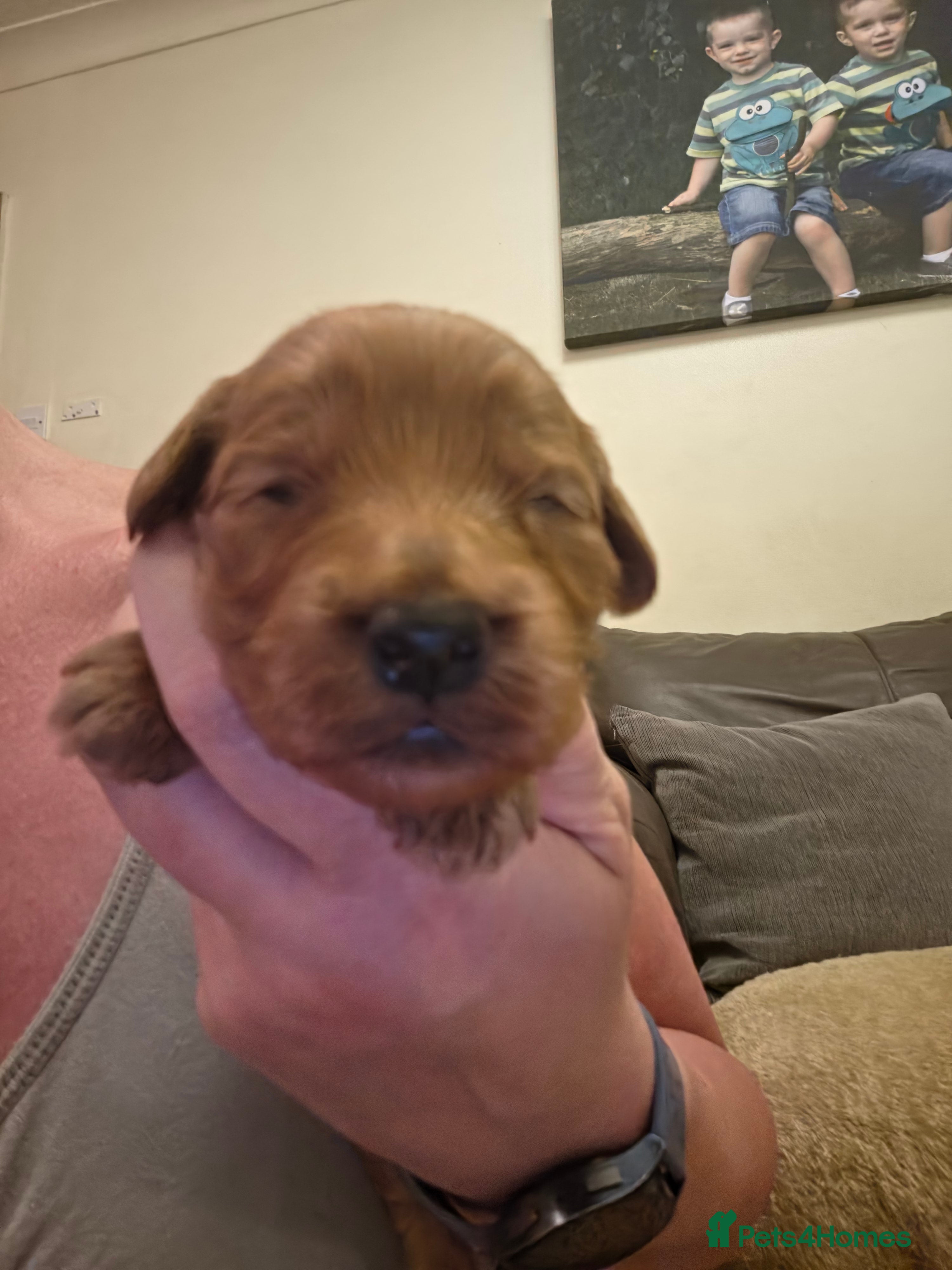 Cockapoo Puppy (Orange)