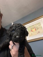 Cockapoo dogs - Advert 4