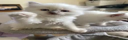 Ragdoll cats for sale: Ragdoll Kittens GCCF lilac and Blue beautiful  - Advert 15
