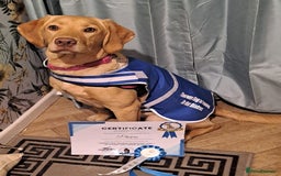 Labrador Retriever dogs for sale: Dudley Fox Red Labradors with FTCH in lineage - Image 6