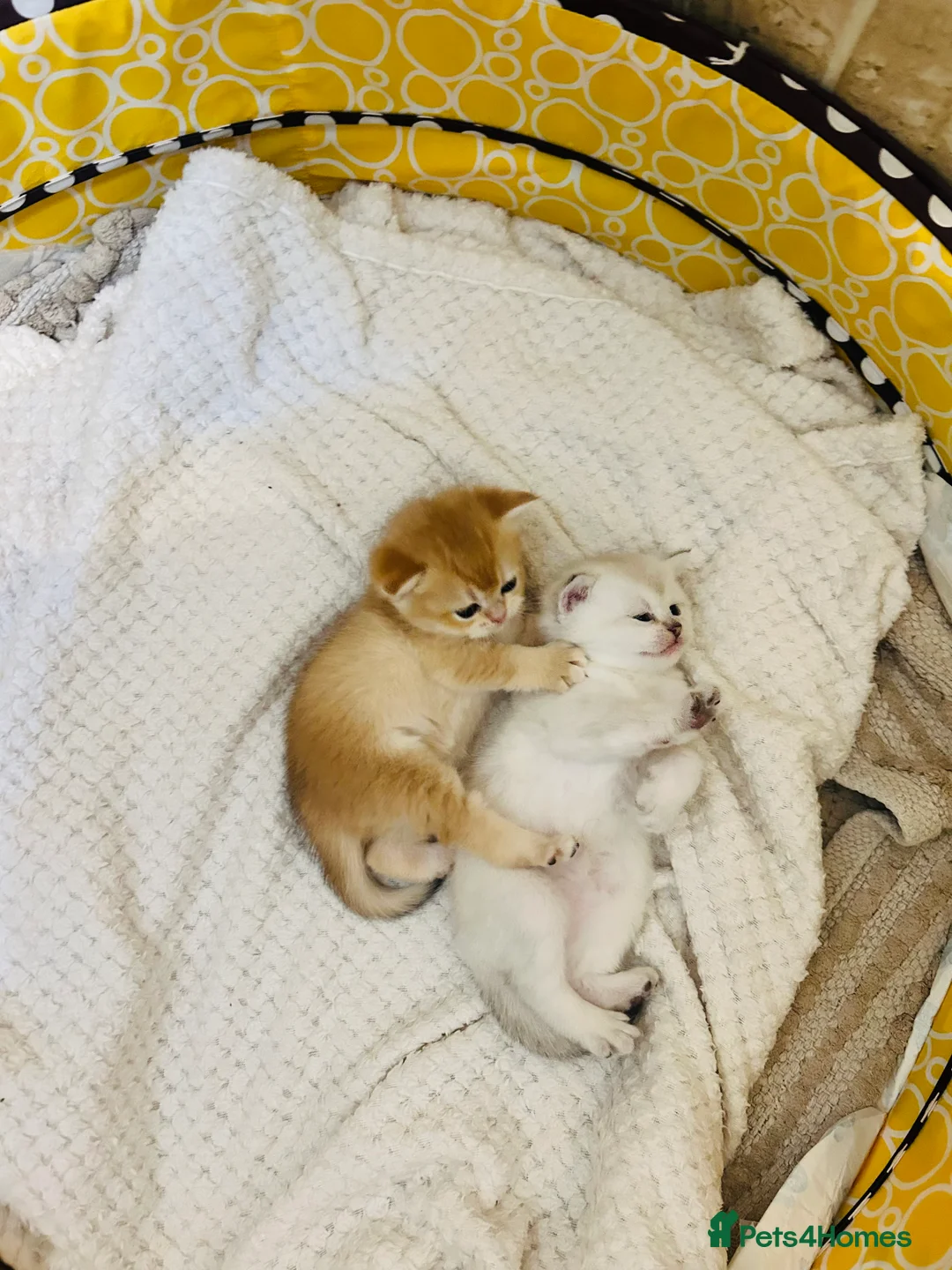 Scottish Fold cats for sale: Fall in love Reservations open beautiful kitties  - Advert 15