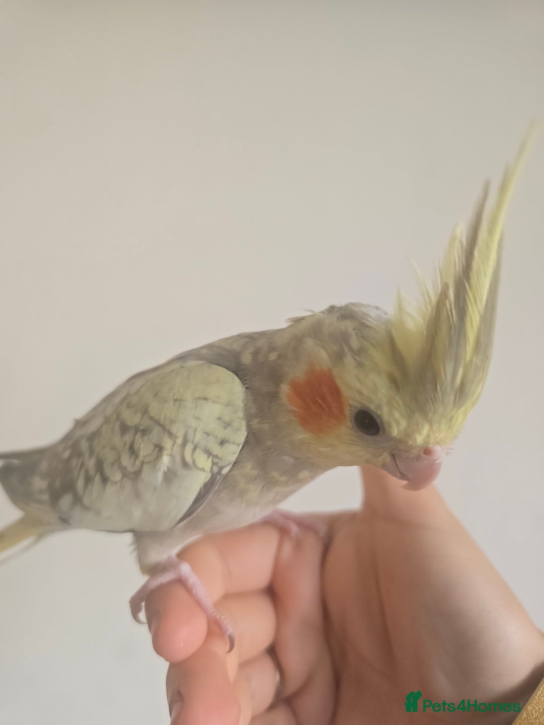 Cockatiels birds for sale: Pair of cockatiels for sale (read description) - Advert 4