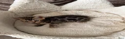 Bengal cats for sale: TICA pure breed Bengal kittens available.  - Advert 28