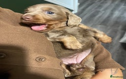 Miniature Dachshund dogs for sale: Long haired Isabella and tan miniature dachshund  - Image 3