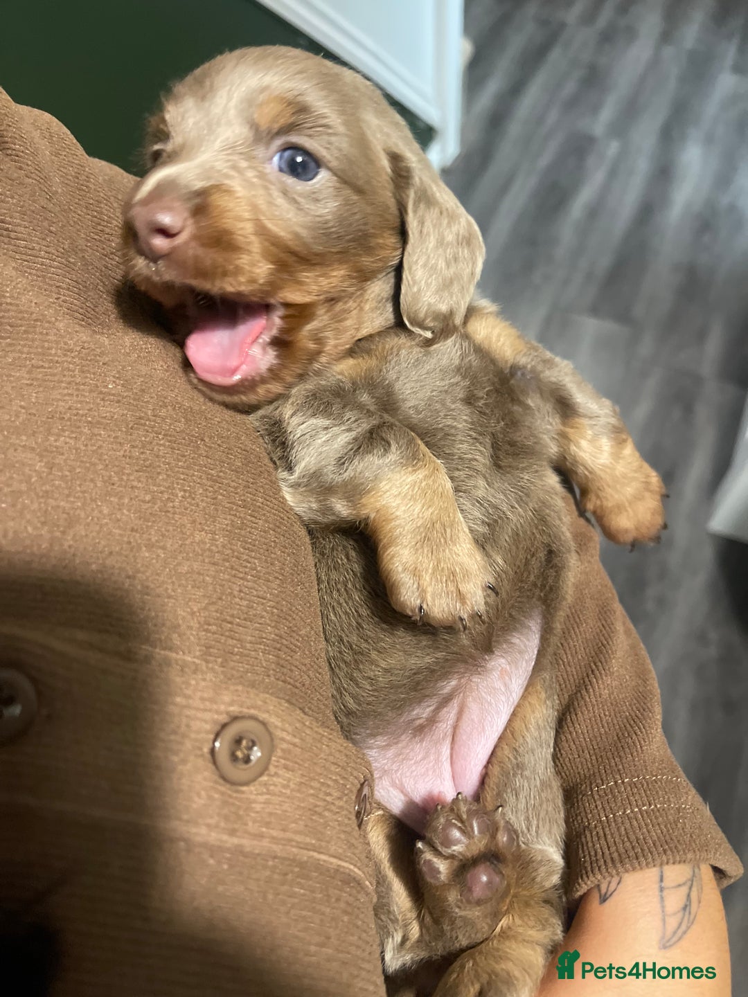 Miniature Dachshund dogs for sale: Long haired Isabella and tan miniature dachshund  - Image 3