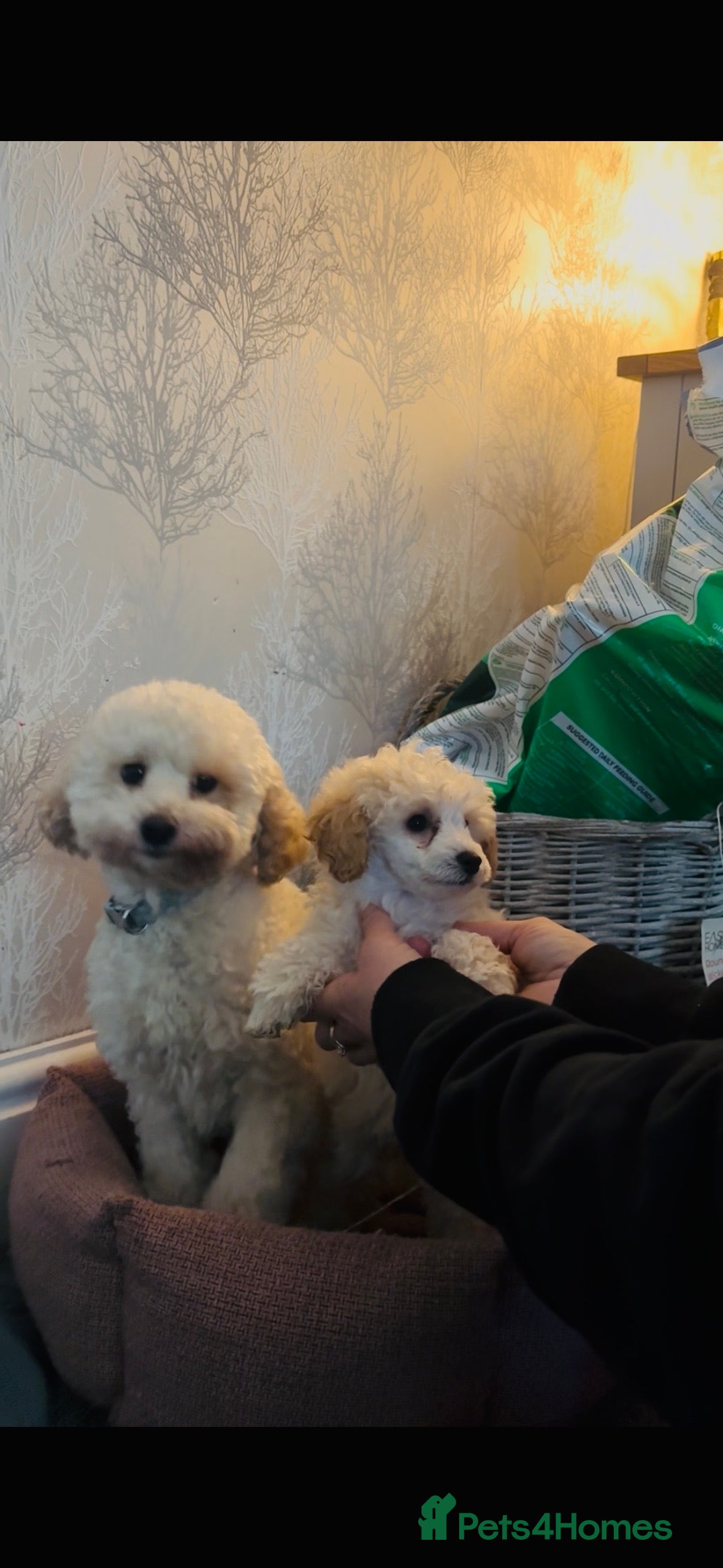 Toy Poodle dogs Stunning tiny toy poodle  - Advert 1