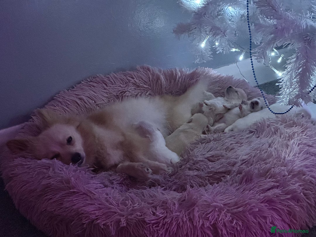 Pomeranian dogs for sale: Beautiful Russian/blue blood line puppies - Advert 1