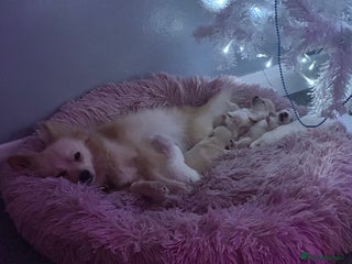 Pomeranian dogs Beautiful Russian/blue blood line puppies - Advert 1