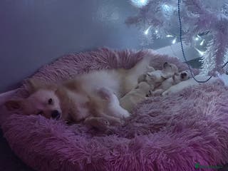 Pomeranian dogs Beautiful Russian/blue blood line puppies - Advert 4