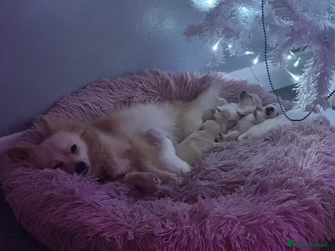 Pomeranian dogs for sale: Beautiful Russian blood line puppies - Advert 1