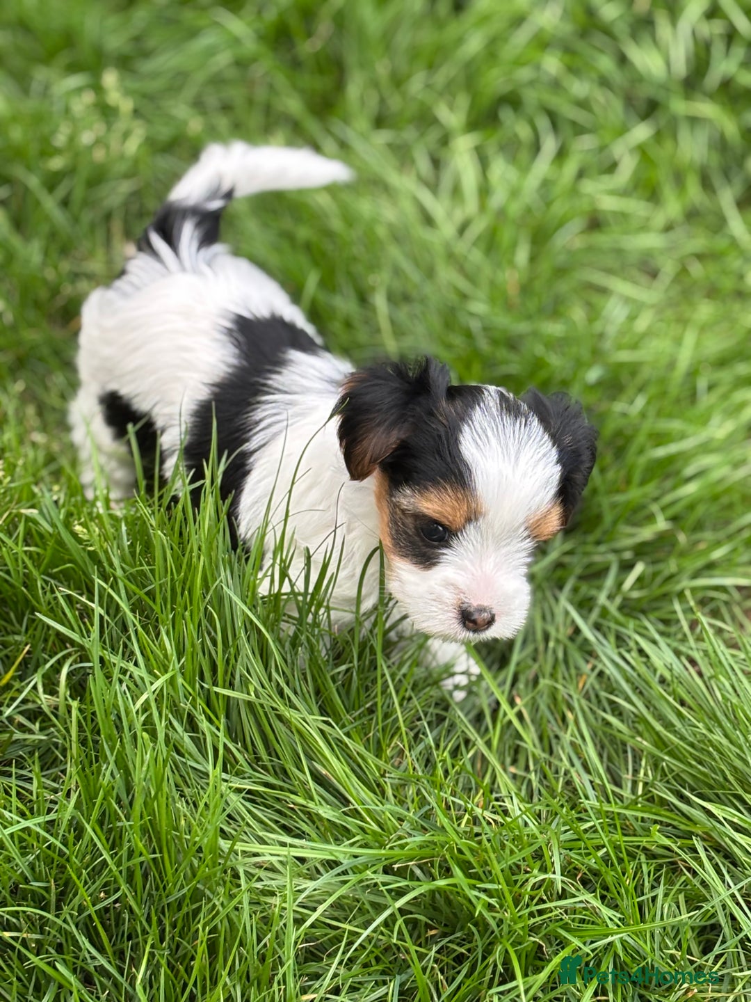 Biewer Terrier dogs for sale: Just one gorgeous boy and girl available  - Image 12