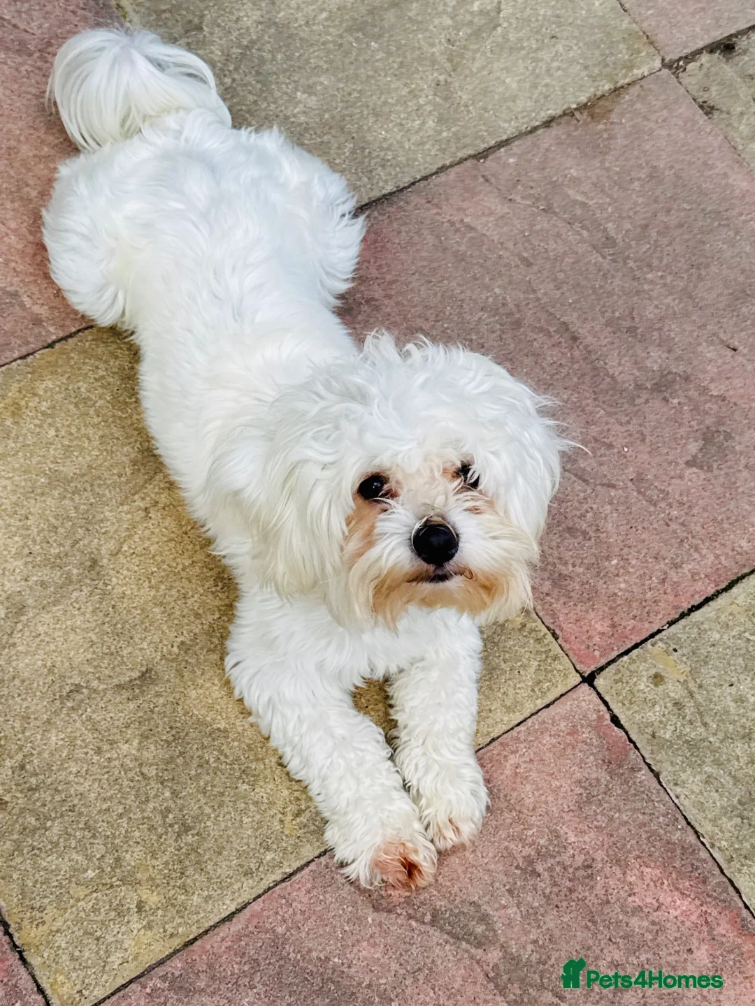 Maltese dogs for stud: ALFIE - Bichon Maltese in Manchester - Advert 1