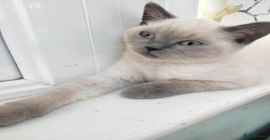 British Shorthair cats - Advert 8