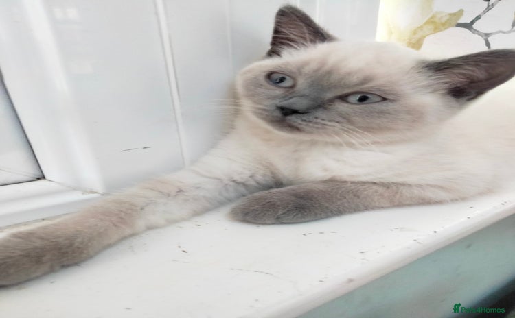 British Shorthair cats - Advert 13