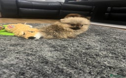Pomeranian dogs for sale: 🔥Very Tiny(450gr)🧸Top Quality 💎 - Advert 9