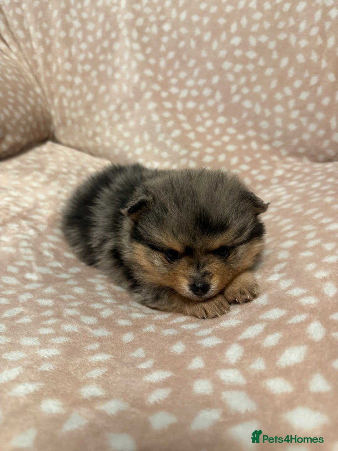 Pomeranian dogs for sale: Adorable Pomeranian Puppies 💙🩷💙 - Advert 5