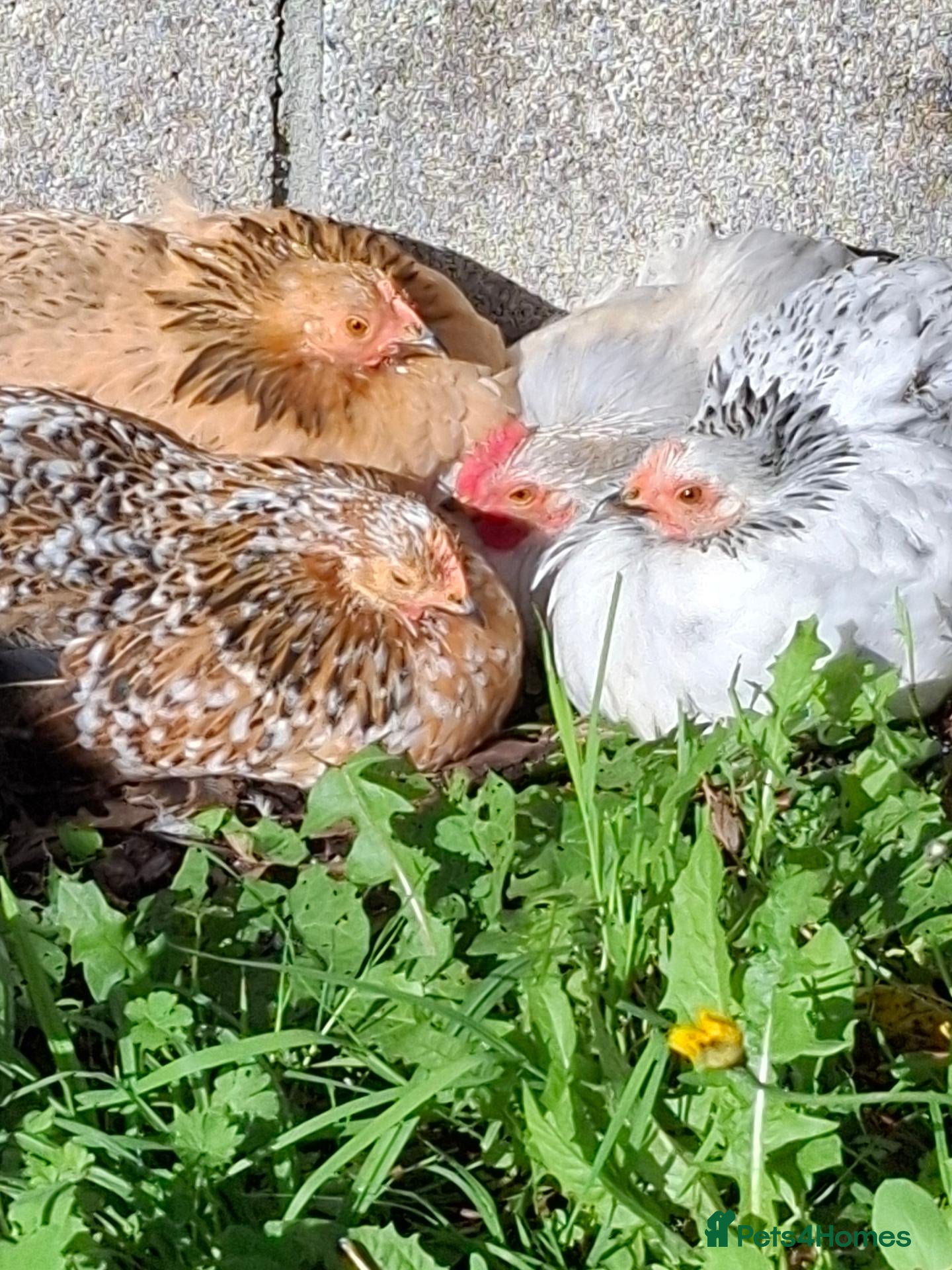 Chickens poultry Pekin bantams.  - Advert 2