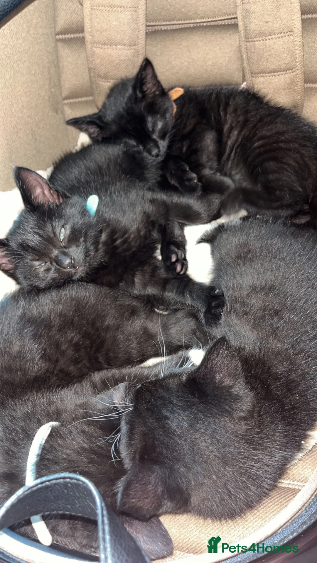 Mixed Breed cats for sale: Half British shorthair kittens in Sheringham - Advert 2