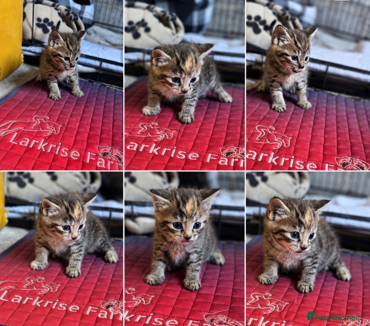 British Shorthair cats Larkrise Kittens  - Advert 1