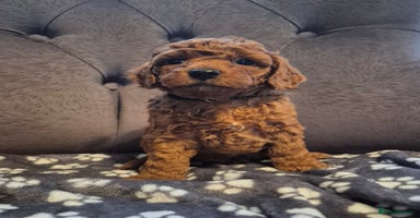 Cockapoo dogs - Advert 5