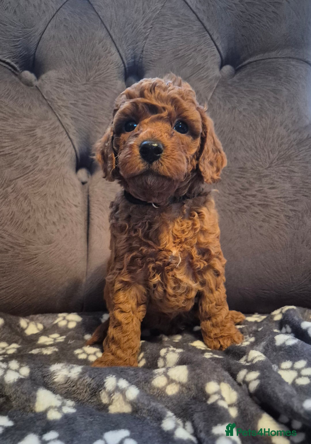 Cockapoo dogs for sale: Cockapoo puppies  - Image 2