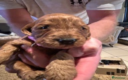 Cockapoo dogs for sale: Cockapoos puppies  - Image 14