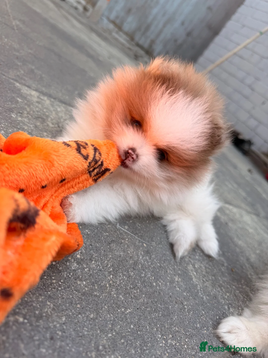 Pomeranian dogs for sale: Lilac & White Small Boy in Birmingham - Advert 2