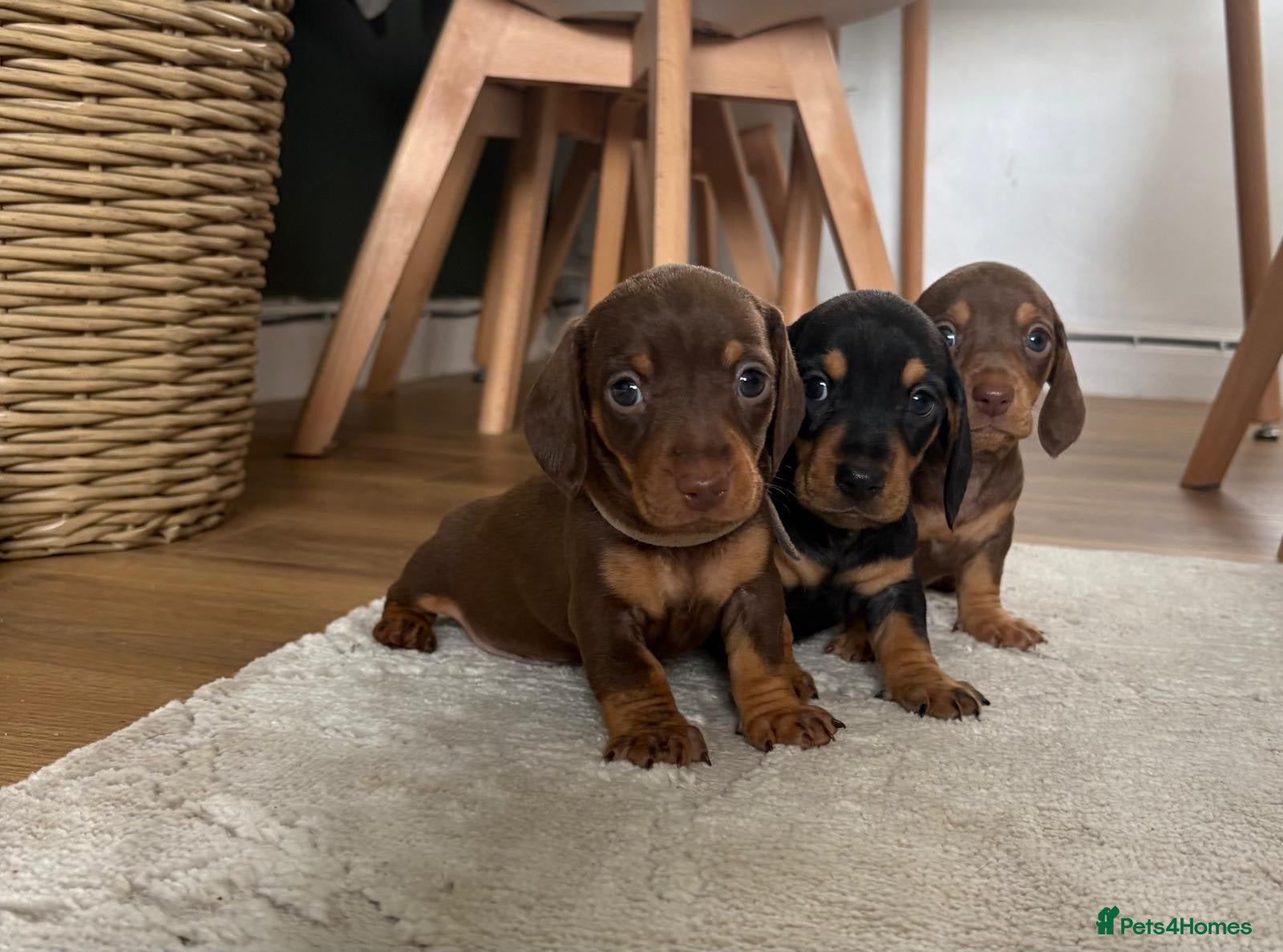 Miniature Dachshund dogs Miniature Dachshund  - Advert 7