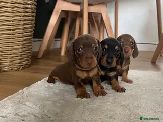 Miniature Dachshund dogs Miniature Dachshund - Advert 7