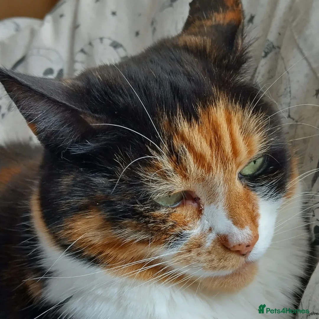 Mixed Breed cats for adoption: Sweet Meowy Girl - Advert 2