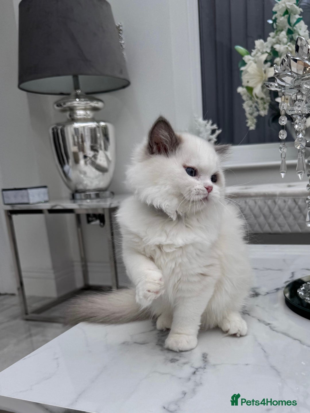 Ragdoll cats for sale: Ragdolls kittens from Chinese bloodline  - Image 4