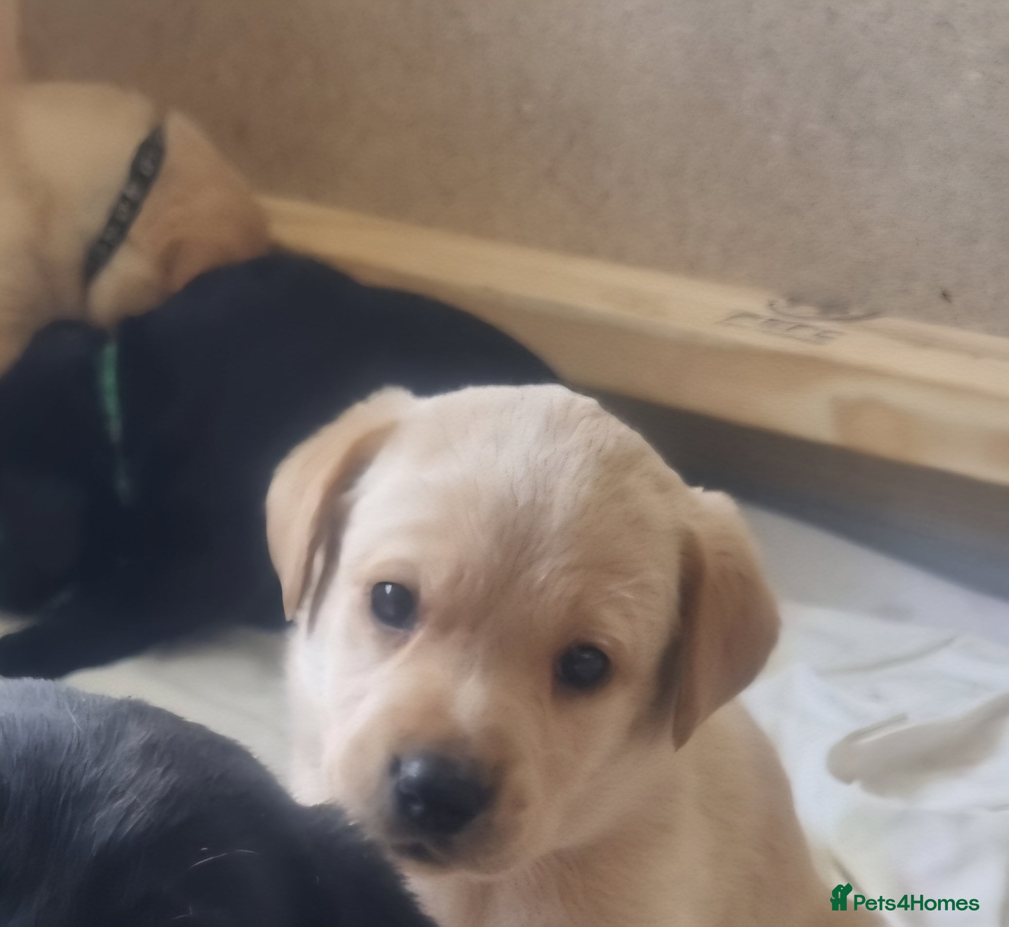 Labrador Retriever dogs KC Registered Labradors  - Advert 2