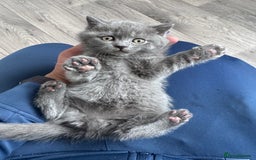 British Shorthair cats for sale: Chunky BSH kittens - Image 7