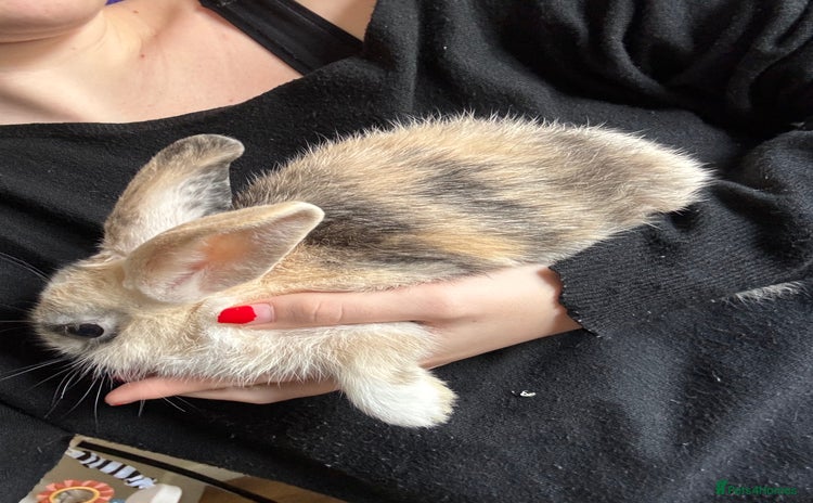 English rabbits - Advert 2