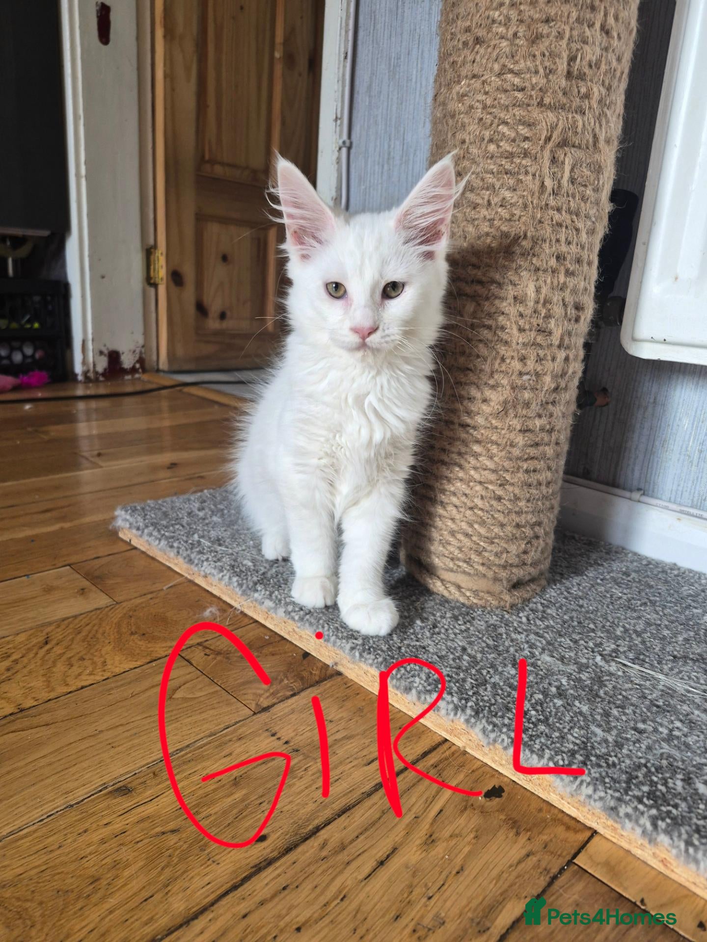 Maine Coon cats for sale: Avaible 2 last white Maine Coon girls - Advert 2