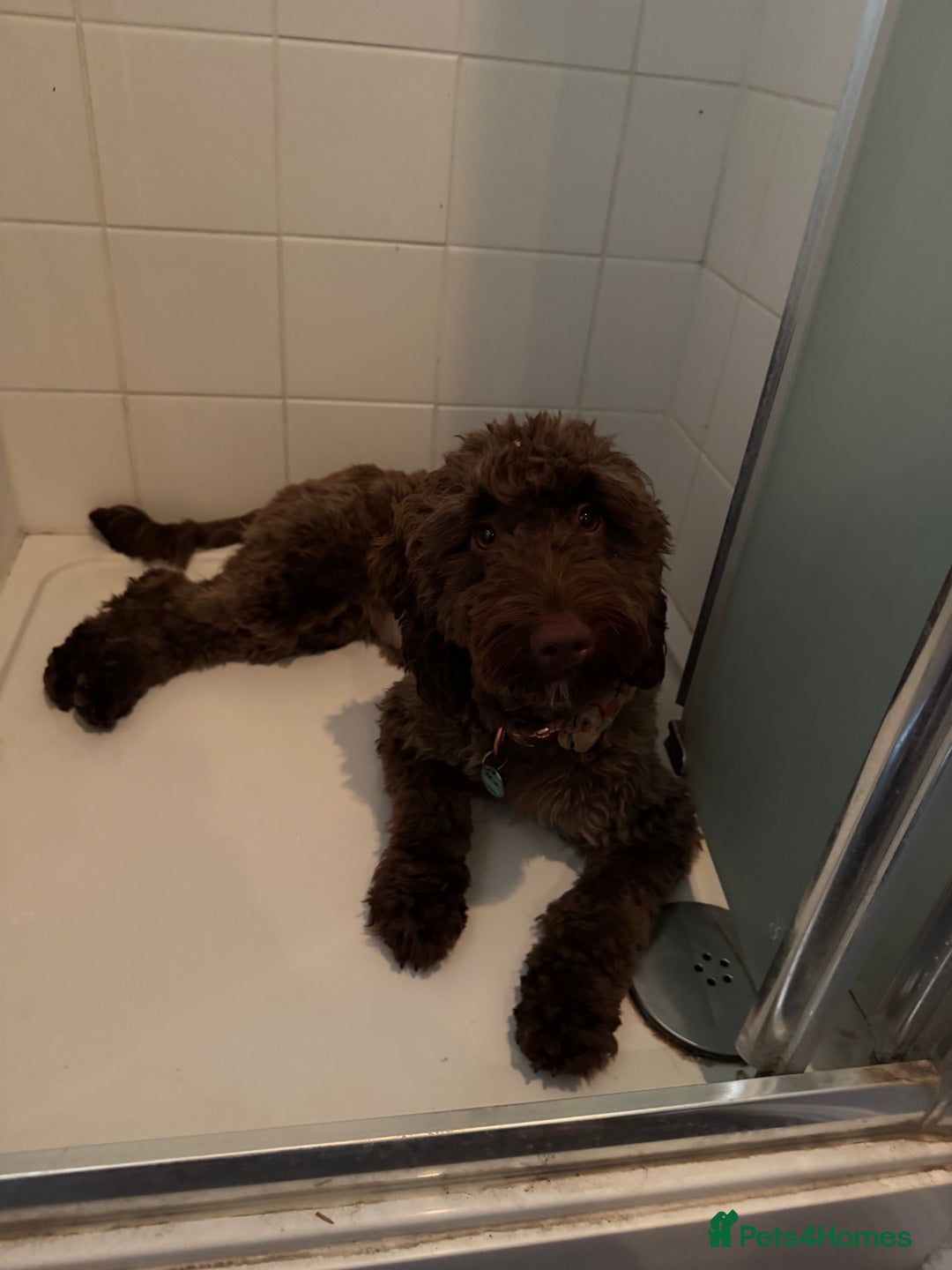 Cockapoo dogs for sale: Beautiful little cockapoo Ruby seeking a new home  - Image 9