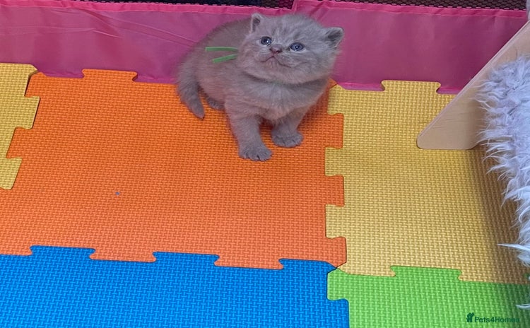 British Shorthair cats - Advert 14